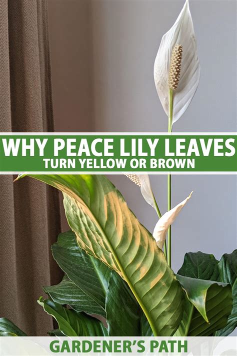 why is my peace lily leaves turning yellow